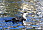IMG_2324 shag.JPG