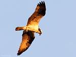 IMG_6810.jpg