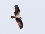 IMG_6858.jpg