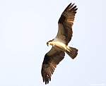 IMG_6962.jpg