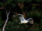 bird-dunno.jpg