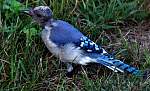 bird-j-blue-jay.jpg