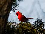 cardinal-tree.jpg
