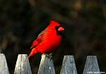 cardinal.jpg