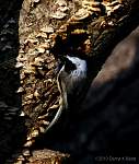 chickadee-in-tree.jpg