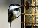 chickadee-looking-for-a-way-into-aladdin's-cave.jpg