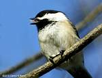 chickadee2.jpg