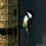 chickadee.jpg
