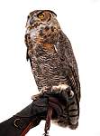 great-horned-owl.jpg