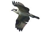 osprey-1.jpg