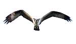 osprey2.jpg