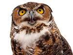 owl-for-mr-potter.jpg