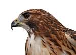 redtail1.jpg