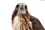 redtail2.jpg