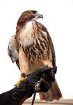 redtail.jpg