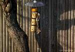 squirrel-proof-feeder.jpg