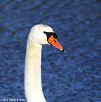 swan1.jpg