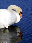 swan2.jpg