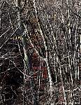 IMG_9270.jpg