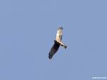 IMG_9298.jpg
