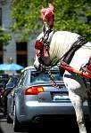 F51T2620-Another Mr Ed.JPG