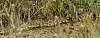 f51t0373snake.jpg